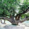 A Large Tree at Bhola ki Jhal